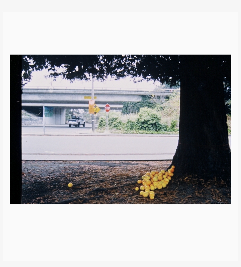 Oranges - Fruit, transparent png #1263645