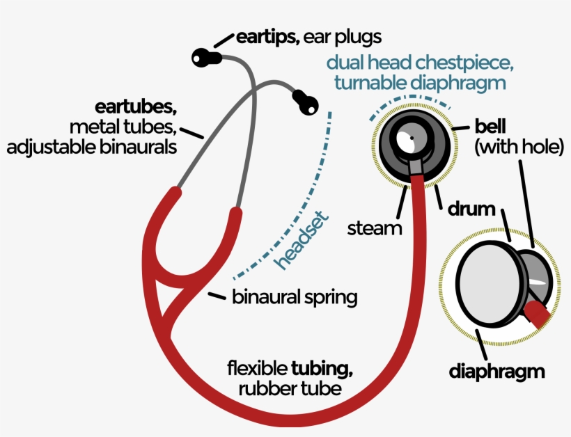 English Estetoscopio Con Sus Partes Free Transparent PNG Download