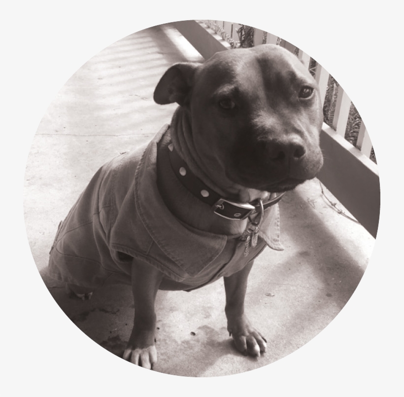 Tyson Circle - Portable Network Graphics, transparent png #1267904