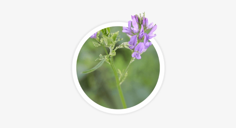 Alfalfa, transparent png #1269201