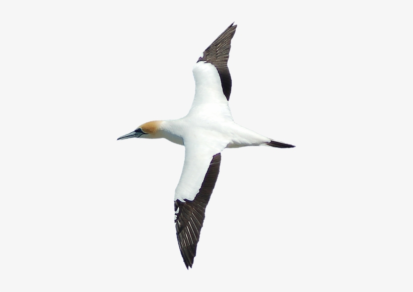 Farewell Spit Tours - Gannets, transparent png #1272421