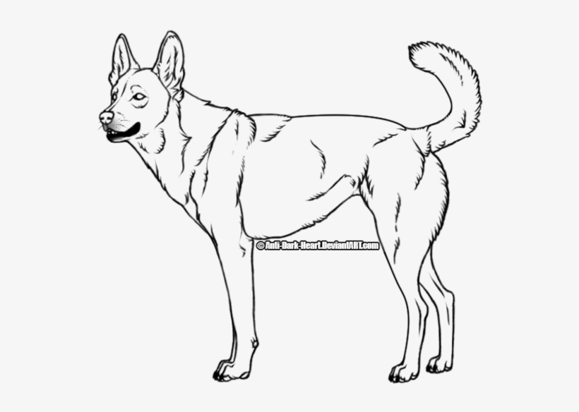 Image Transparent Download Dingo Lineart By Anti - Drawing Of A Dingo, transparent png #1272642