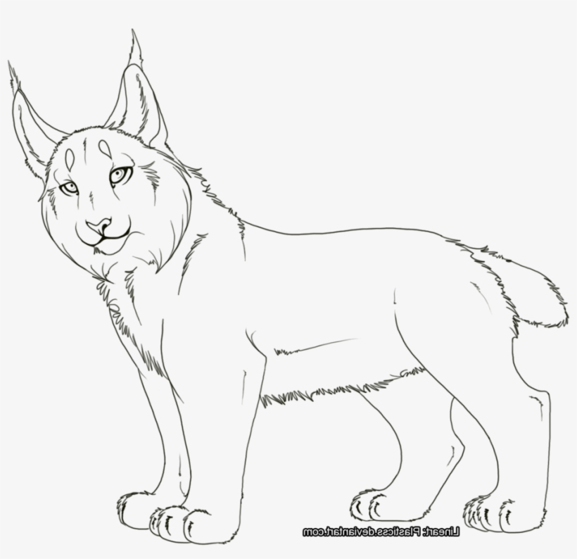 7 Pics Of Canada Lynx Coloring Page - Canada Lynx, transparent png #1272672