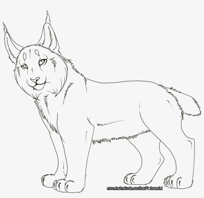 Download 332+ Lynx S Coloring Pages PNG PDF File - Creative All Free