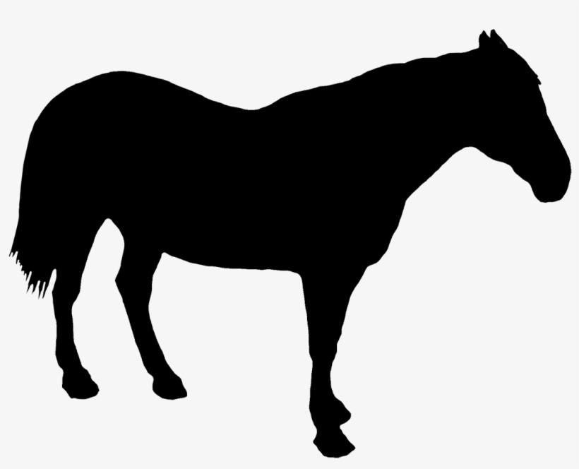 Horse Standing Silhouette - Silhouette Horse Drawing, transparent png #1272915