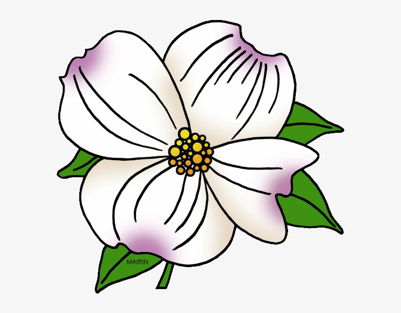United States Clip Art By Phillip Martin, North Carolina - Dogwood Flower Clip Art, transparent png #1273176
