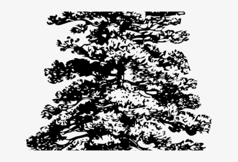 Drawn Pine Tree Drawing - Wall Decal Pine Trees, transparent png #1273177