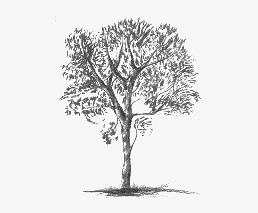 Knobthorn-grey - Mexican Pinyon, transparent png #1273207