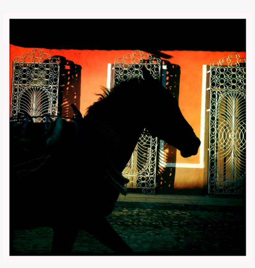 Horse Silhouette, Cuba - Stallion, transparent png #1273276