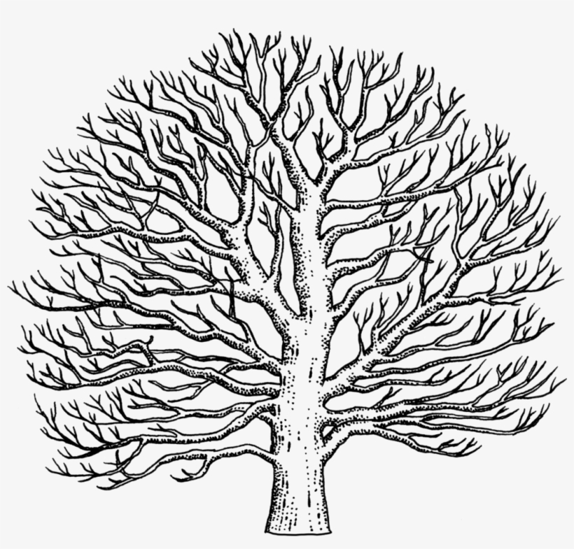 Drawn Tree Sycamore Tree - Easy To Draw Sycamore Tree, transparent png #1273459