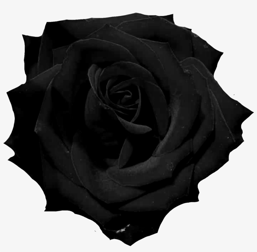 Black Rose Png, transparent png #1275893