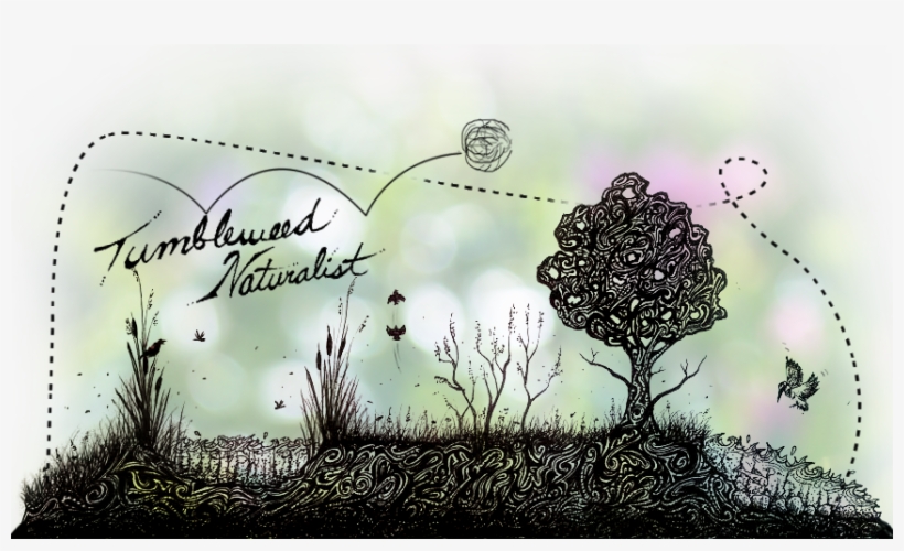 Grass, transparent png #1276961