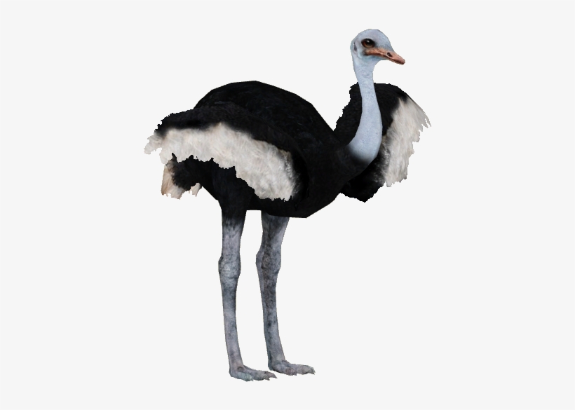 Ostrich Png Pic - Ostrich Png, transparent png #1278964