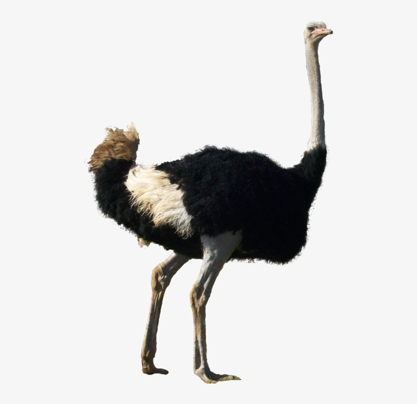 Ostrich Transparent Background - Autruche Png, transparent png #1279032