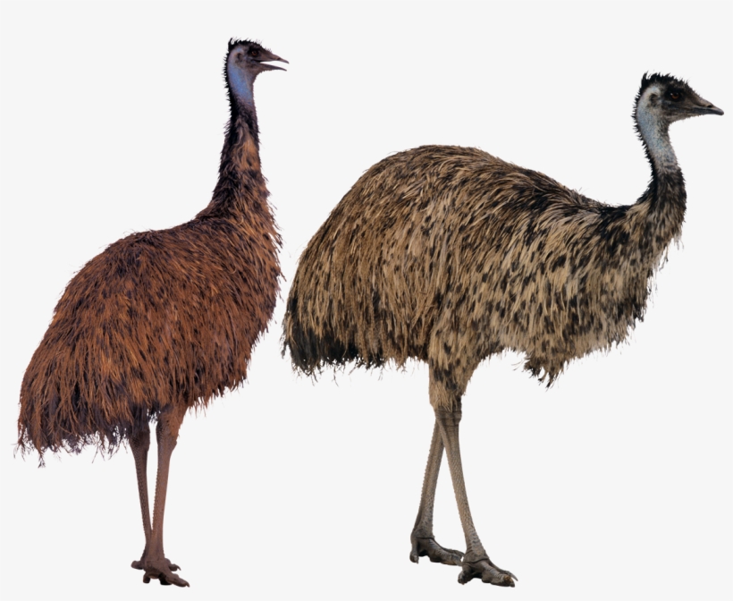Ostrich Png Transparent Image - Big Bird Sesame Street, transparent png #1279053