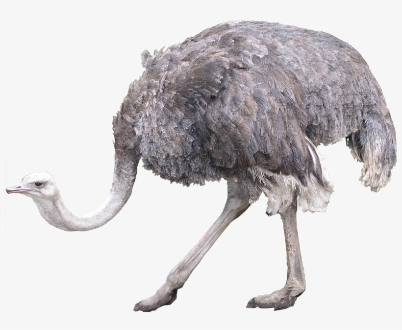 Ostrich Png, transparent png #1279083