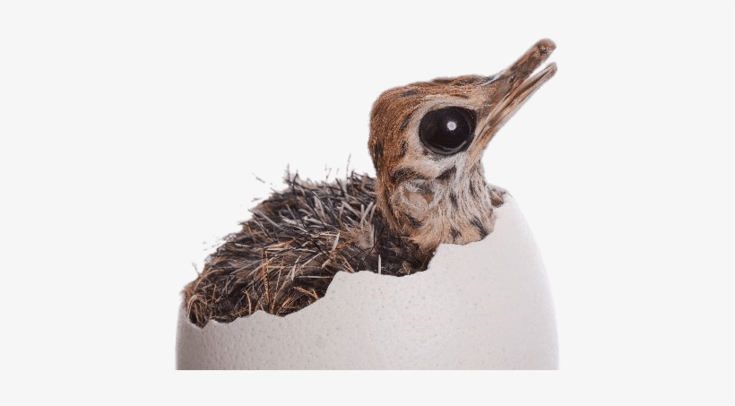 Ostrich Chick Hatching - Baby Ostrich, transparent png #1279331