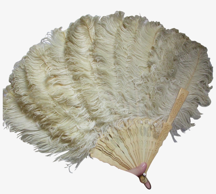 Victorian Edwardian Ladies Ostrich - Feather Fan Transparent, transparent png #1279395