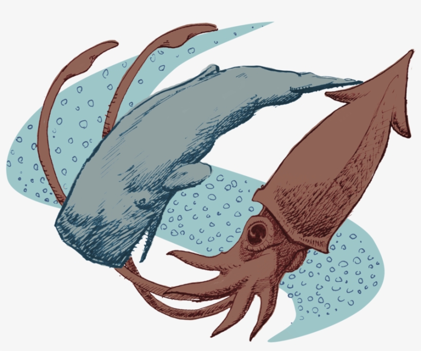 Squid Drawing Traditional - Sperm Whale Squid Png, transparent png #1279494