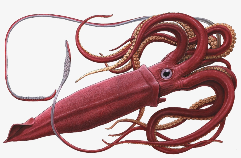 Squid Png - Giant Squid Png, transparent png #1279543