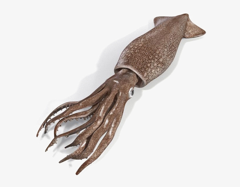 Squid Png Image Transparent Squid Png Free Transparent Png Download Pngkey Squid Png Image Transparent Squid Png Free Transparent Png Download Pngkey