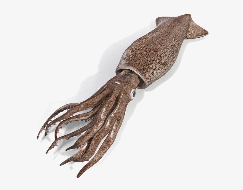 Squid Png Image Transparent - Squid Png, transparent png #1279596