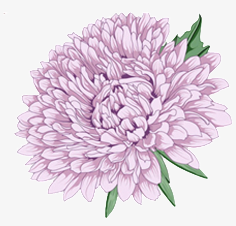 Delicate Purple Hand Drawn Chrysanthemum Decorative - Moutan Peony, transparent png #1279615