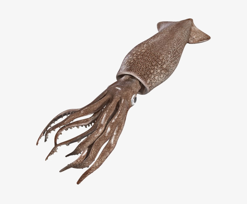 Squid 3d Model Free, transparent png #1279643