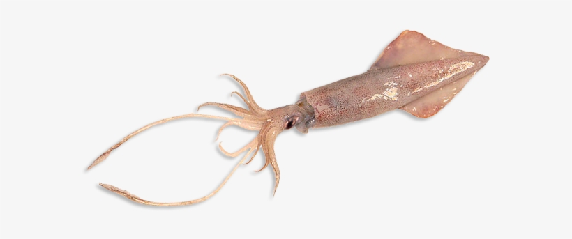 Giant Squid Png - Imagenes De Calamar Png, transparent png #1279733