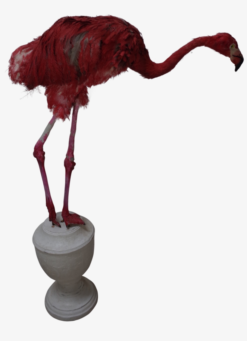Taxidermy Young Ostrich Dressed As A Pink Flamingo - Ostrich, transparent png #1279754