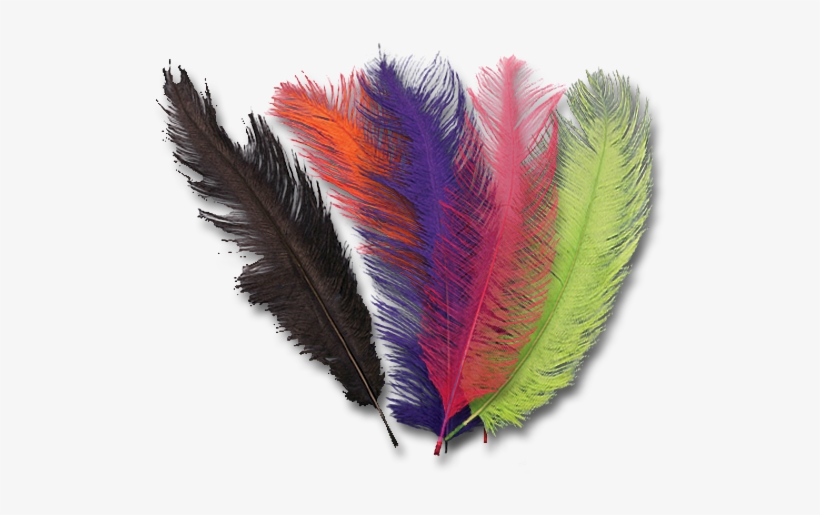 Ostrich Plumes - Feather, transparent png #1279758