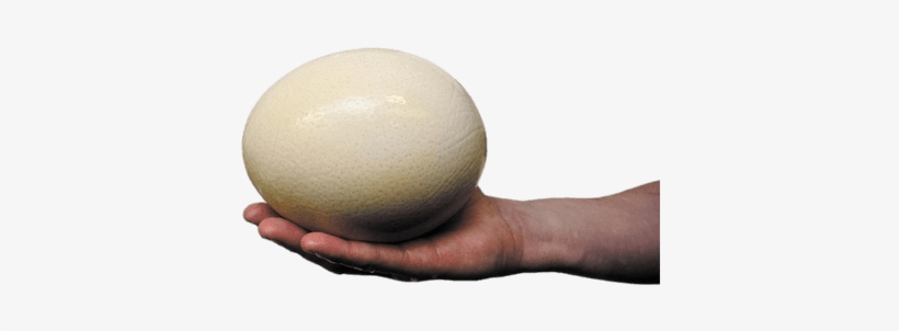 Ostrich Egg - Common Ostrich Egg, transparent png #1279953