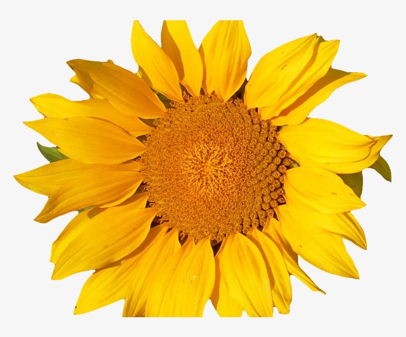 Sunflower Isolated Object Png - Png Object, transparent png #1279954