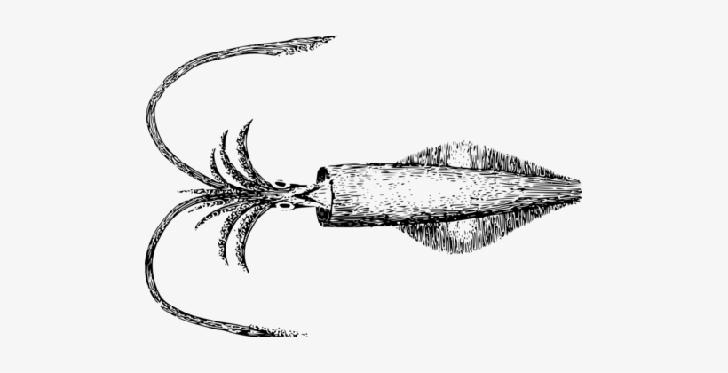 Squid Octopus Line Art Computer Icons - Ilustrasi Cumi Cumi, transparent png #1280128