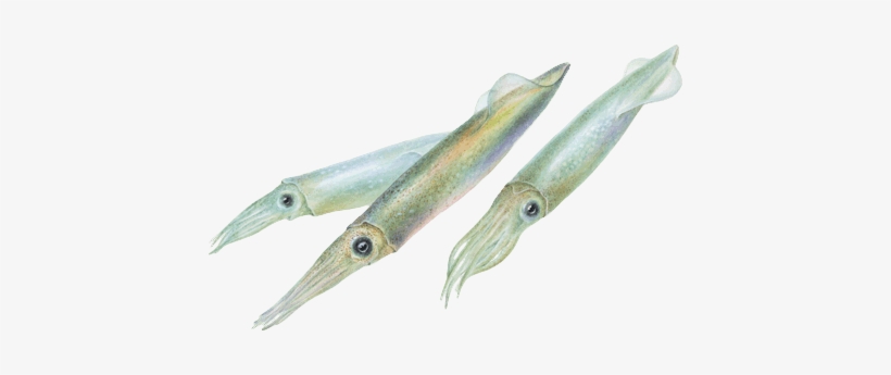 Monterey Bay Aquarium, transparent png #1280311