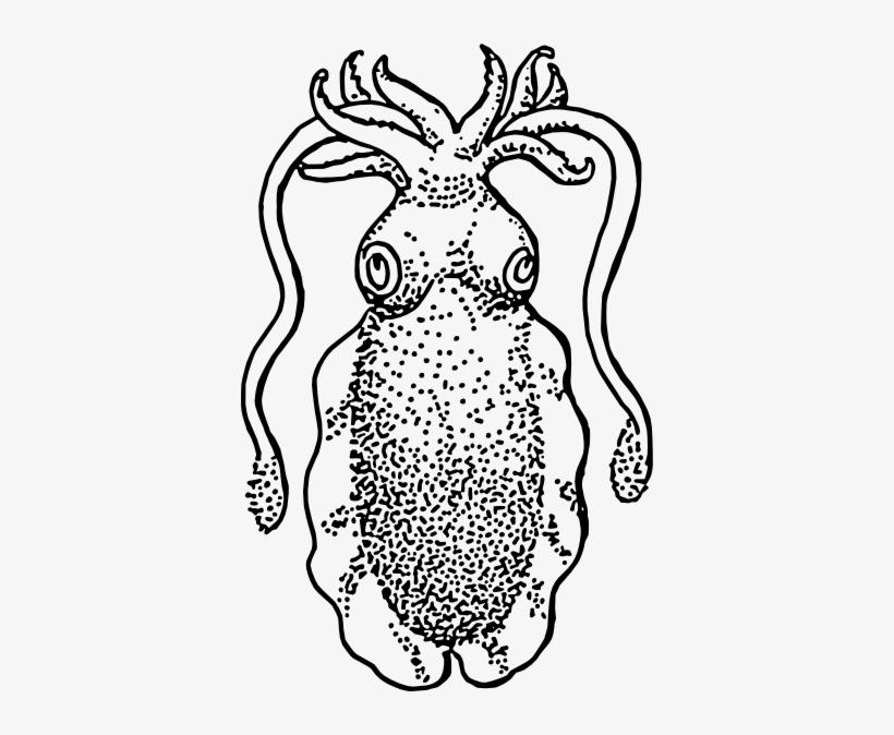 Download Cuttlefish Squid Fish Svg Clip Arts 378 X 594 Px Free Transparent Png Download Pngkey