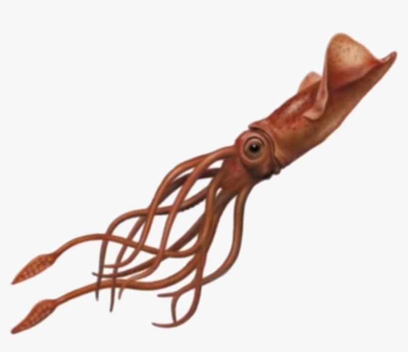 Squid Png Image - Squid Png, transparent png #1280551