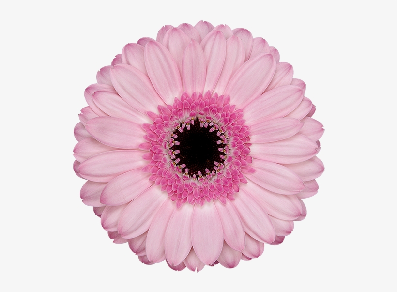 Rosario® - Rosario Gerbera, transparent png #1280703