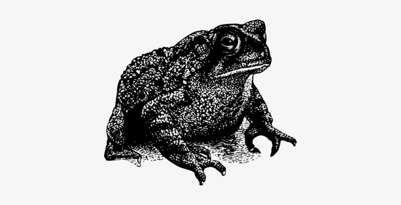 Frog And Toad Frog And Toad Black And White Amphibian - Toad Png, transparent png #1282188