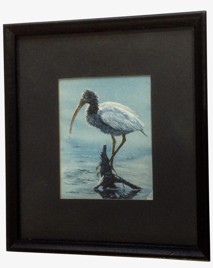 Donna Greenough, Baby American Ibis Water Bird Fishing - Watercolor Painting, transparent png #1282582