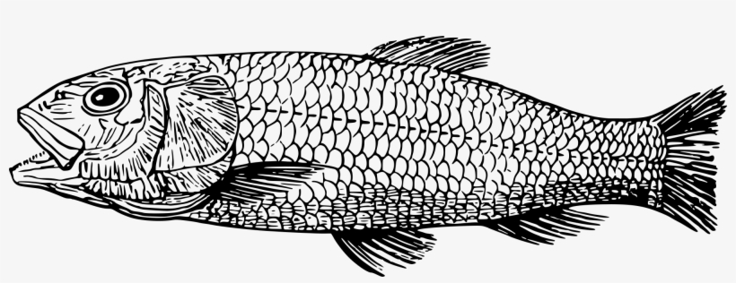 Free Cretaceous Clipart Png - Fish Drawing, transparent png #1282678