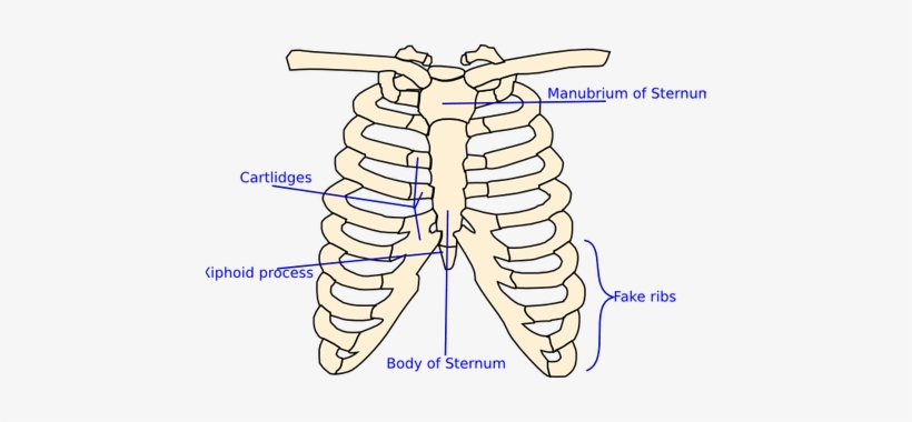 Graphic Anatomical Drawing Rib Cage - Huesos Del Torax Para Colorear, transparent png #1284019