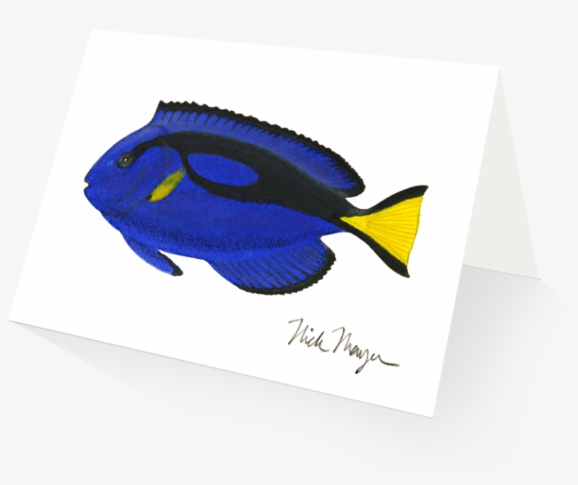 Blue Tang - Illustration, transparent png #1284867
