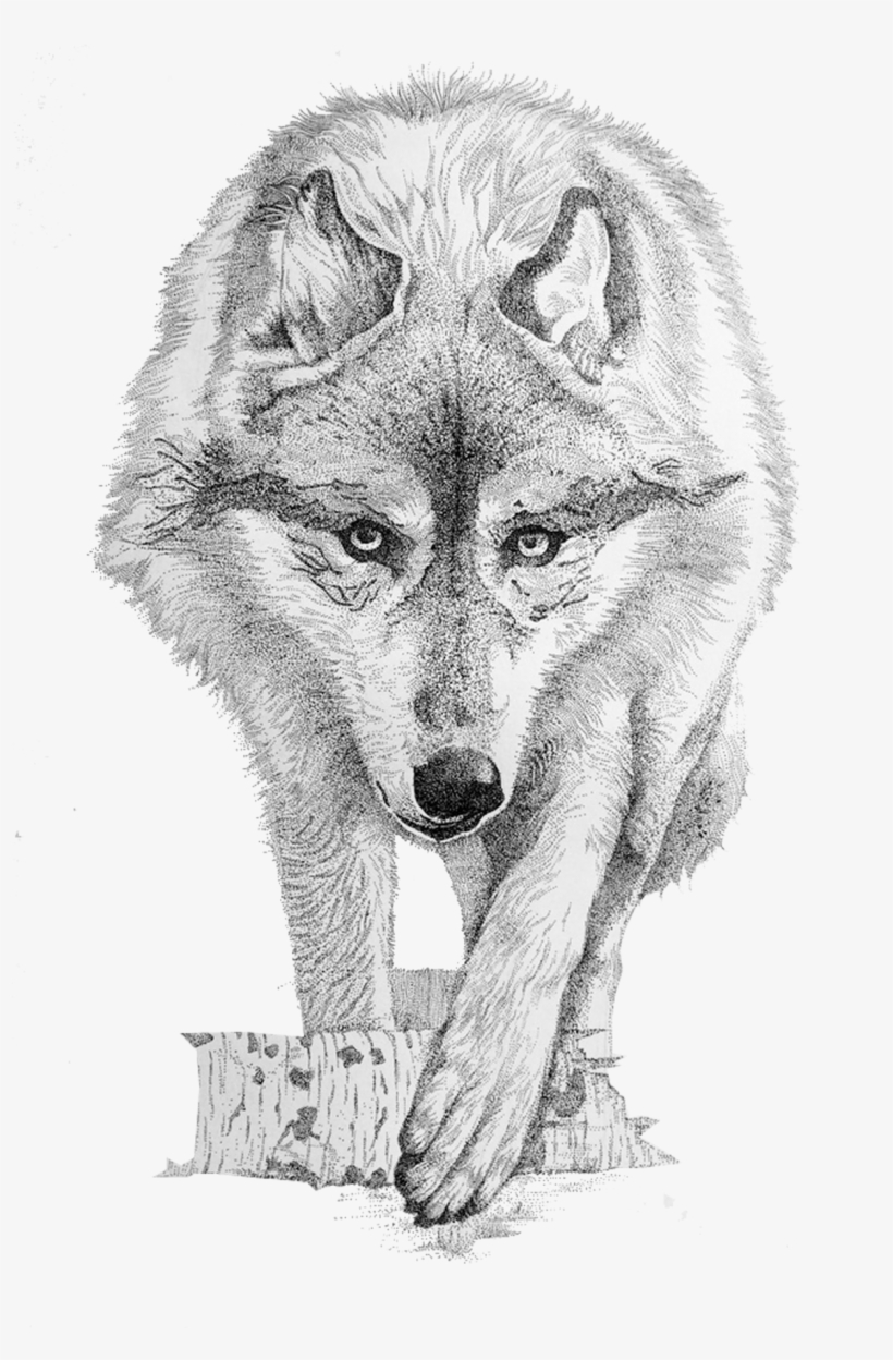Coyote, transparent png #1287813
