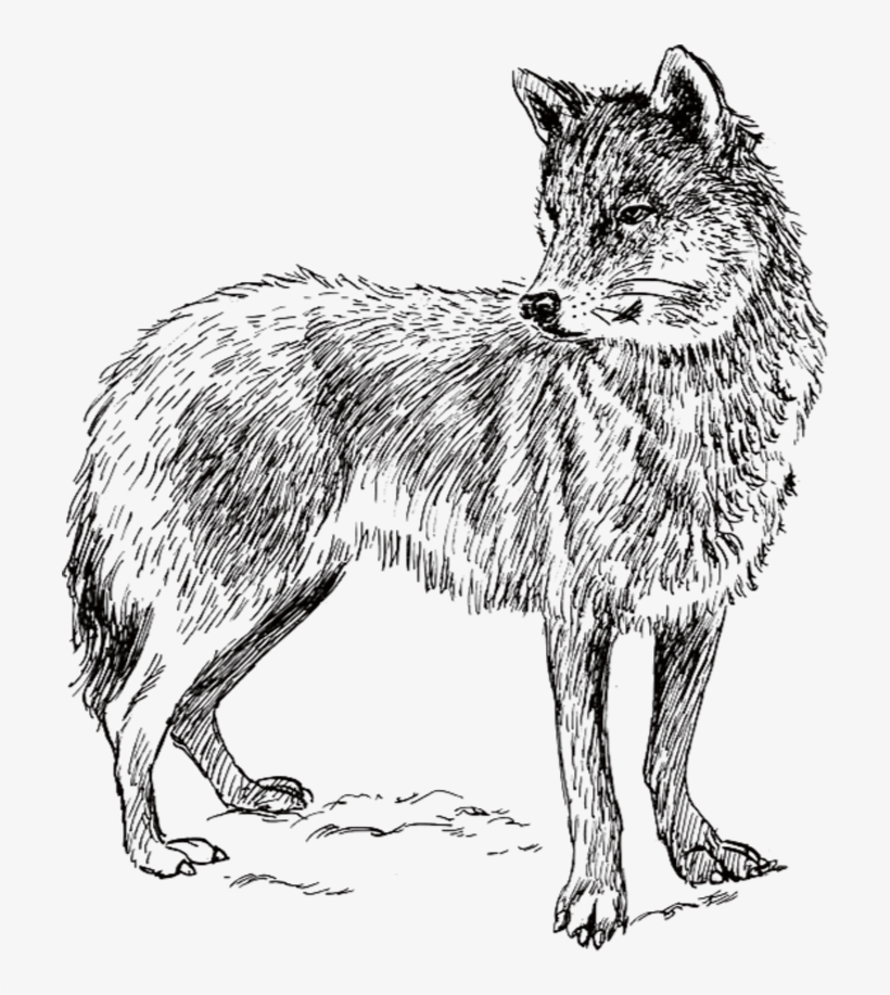 Arctic Wolf Coyote Iberian Wolf Wolf Walking Clip Art - Real Animal Colouring Pages, transparent png #1287814
