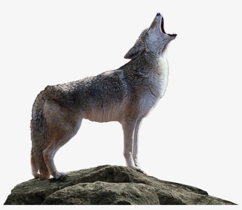 Coyote Png Transparent, transparent png #1287860