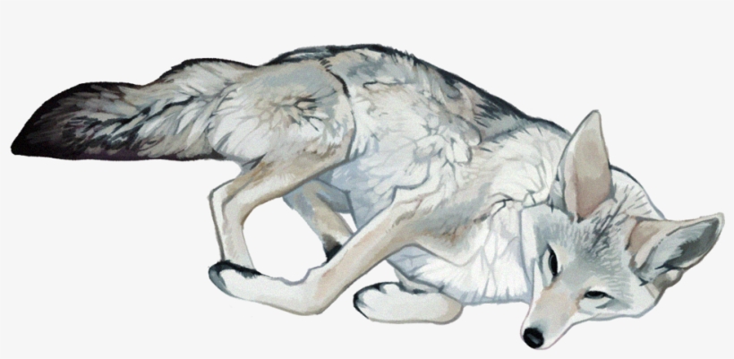 Justine Lee Hirten Illustration Coyote Drawing, Art - Mangy Coyote Art, transparent png #1288038