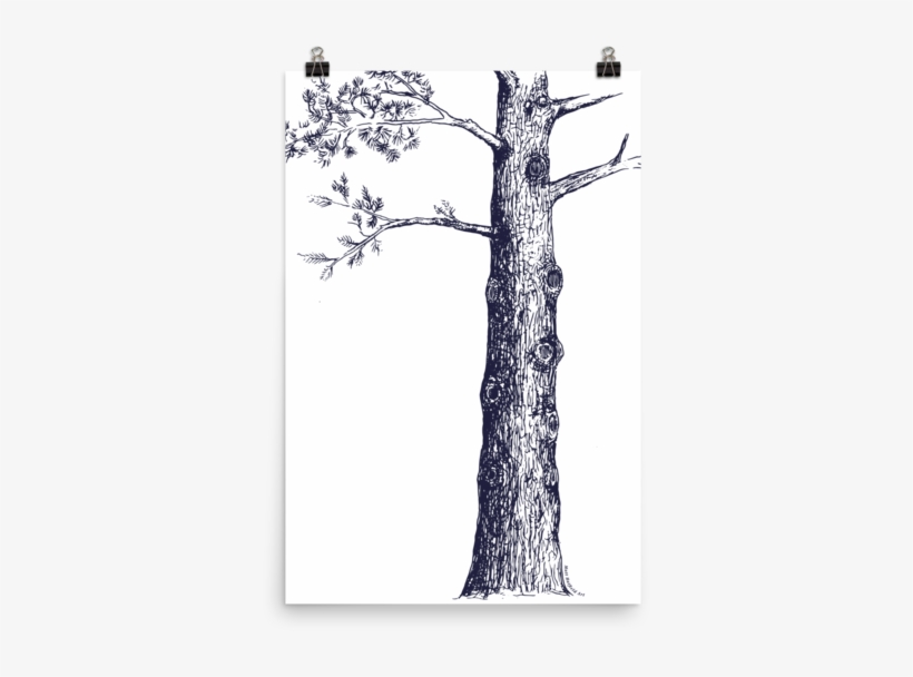 Pine Tree Sketch - Illustration, transparent png #1288175