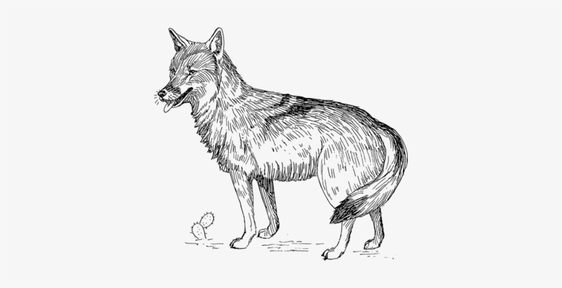 Coyote Animal Illustrations Black Wolf Dog Black And - Coyote Clipart Black And White, transparent png #1288253