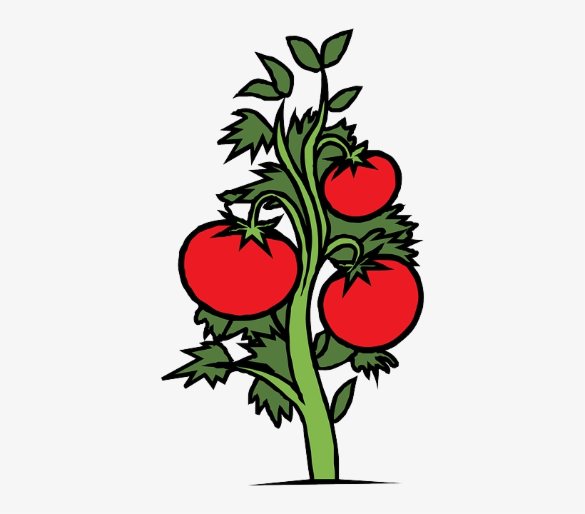 Red, Food, Drawing, Sketch, Plants, Tree, Cartoon - Tomato Plant Clipart, transparent png #1288297